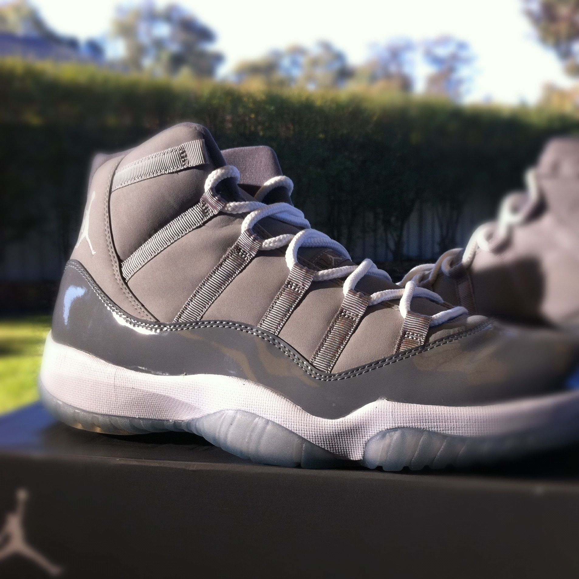 Cool grey 11's.jpg