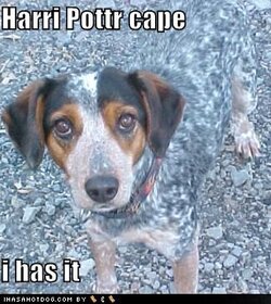 funny-dog-pictures-invisible-harry-potter-cape.jpg