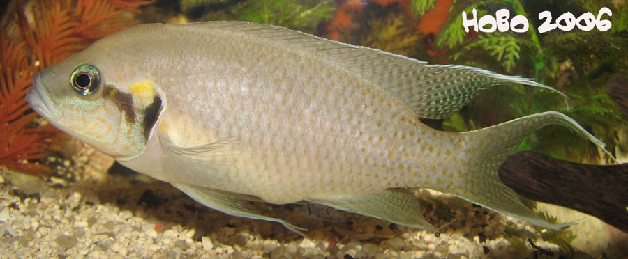 Neolamprologus_Brichardi_4.jpg